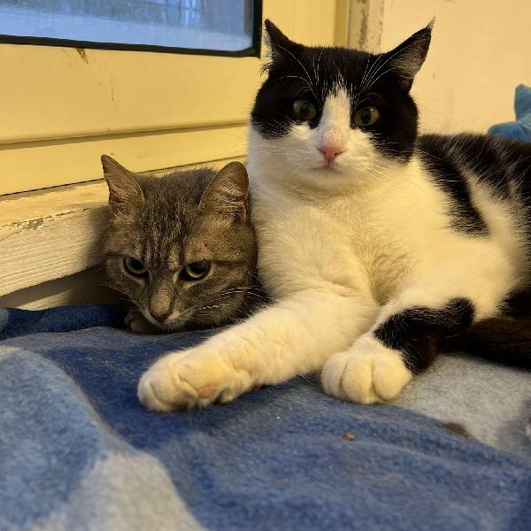 Sissy & Misty, mamma e cucciola adottiva Foto 5